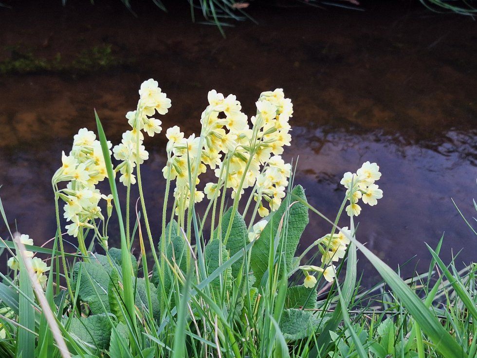 Bezoek natuurtuin Cor van Esch in Best